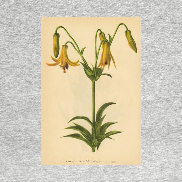 Canada Lily-Available As Art Prints-Mugs,Cases,Duvets,T Shirts,Stickers,etc by born30